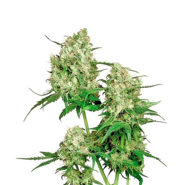 Sensi Seeds Maple Leaf Indica 10 Stk regular