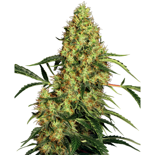 Sensi Seeds Mexican Sativa 10 pcs regular