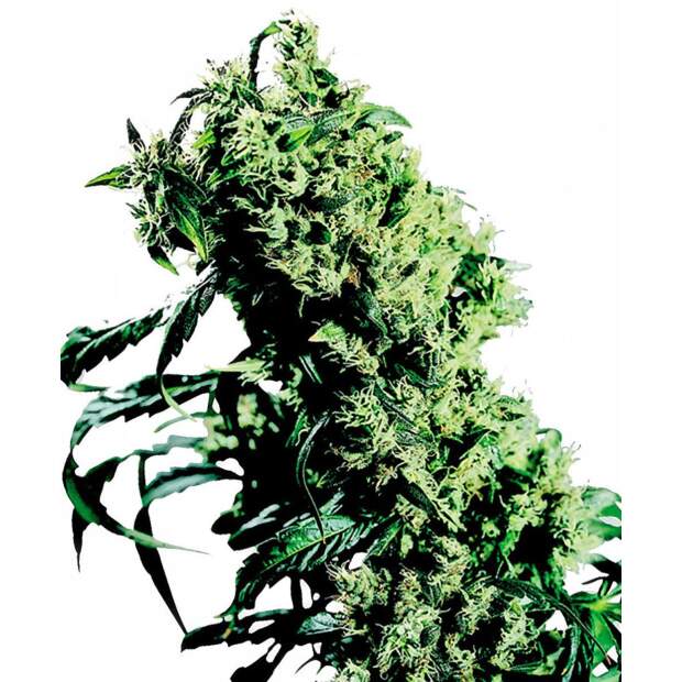 Sensi Seeds Northern Lights #5 X Haze 10 pcs feminised