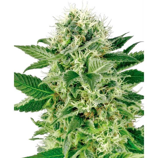 Sensi Seeds Northern Lights 10 Stk feminisiert