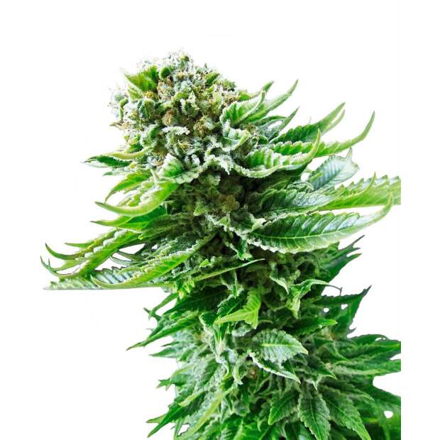 Sensi Seeds Northern Lights Auto 3 Stk feminisiert