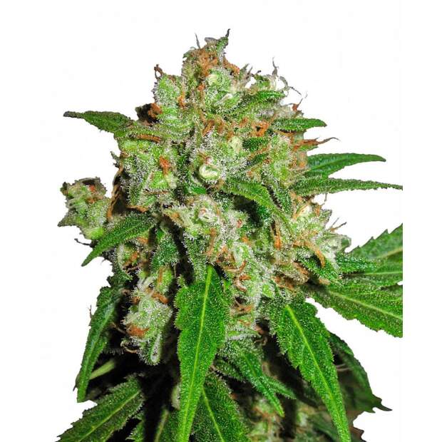 Sensi Seeds Sensi Skunk 3 Stk feminisiert