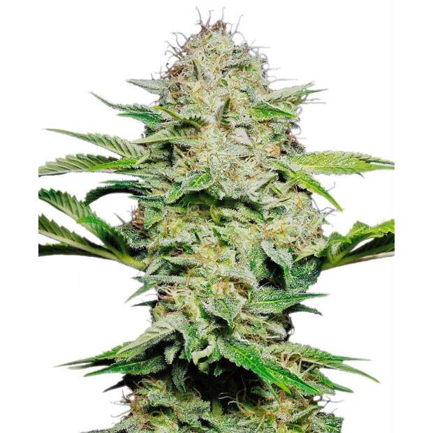 Sensi Seeds Sensi Skunk Auto 3 pcs feminised