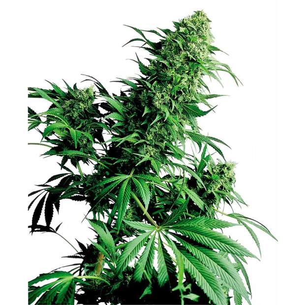 Sensi Seeds Shiva Shanti II 10 pcs regular