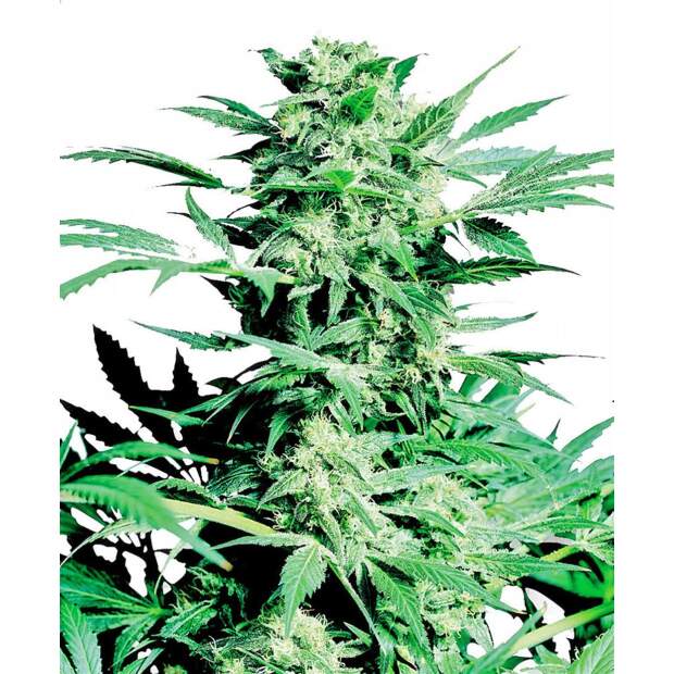 Sensi Seeds Shiva Skunk 3 Stk feminisiert