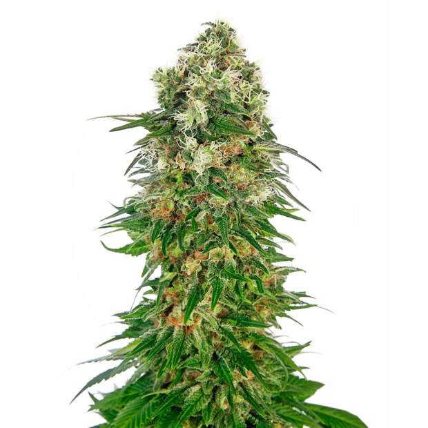 Sensi Seeds Shiva Skunk Auto 5 Stk feminisiert