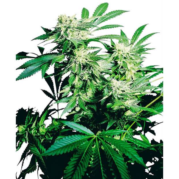 Sensi Seeds Skunk Kush 3 Stk feminisiert