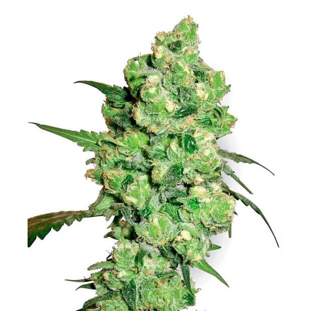 Sensi Seeds Super Skunk 10 pcs regular