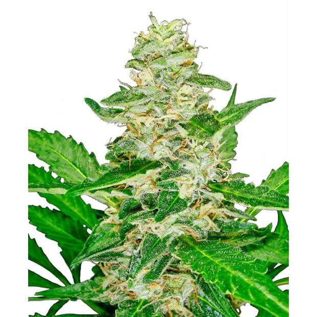 Sensi Seeds Super Skunk Auto 3 Stk feminisiert