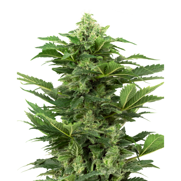 Sensi Seeds Research Afghan Pearl CBD Auto 3 Stk feminisiert