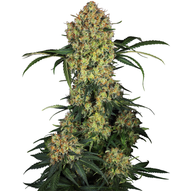 Sensi Seeds Research Aloha OG 3 Stk feminisiert