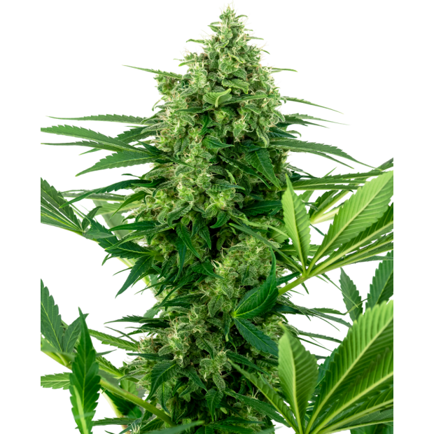 Sensi Seeds Research Banana Frosting 10 Stk feminisiert