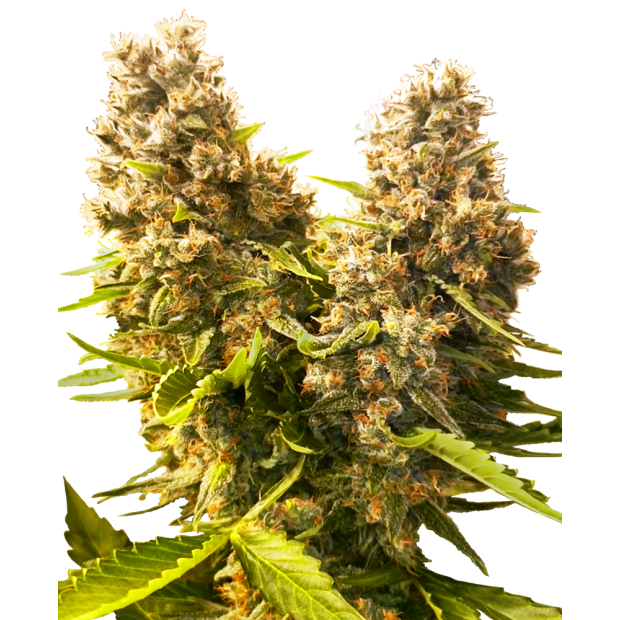 Sensi Seeds Banana Kush Cake Auto 5 Stk feminisiert