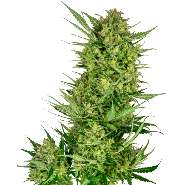 Sensi Seeds Research Buttercream Gelato 10 Stk feminisiert