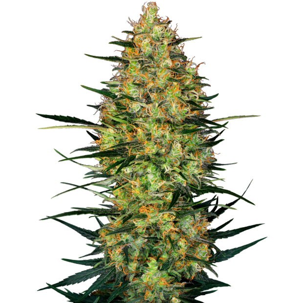 Sensi Seeds Research Caramellow Kush Auto 3 Stk feminisiert