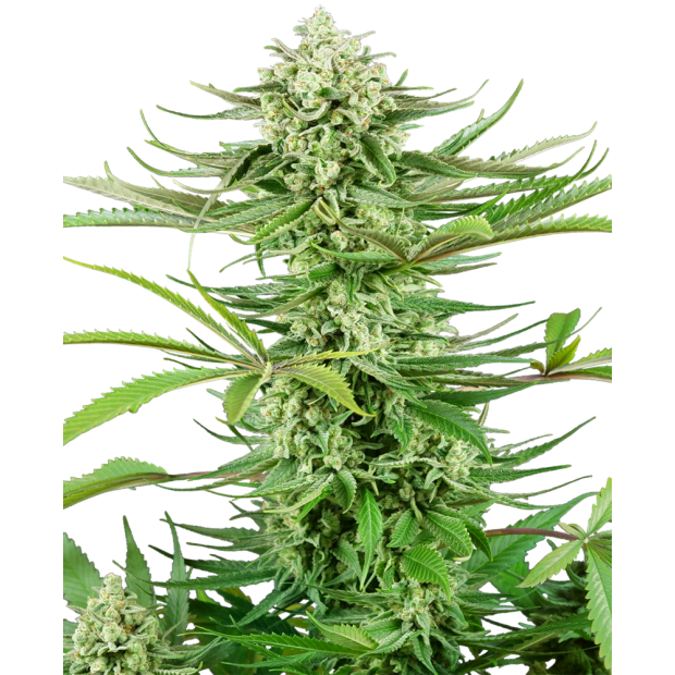 Sensi Seeds Research Cashew Kush 3 pcs feminised