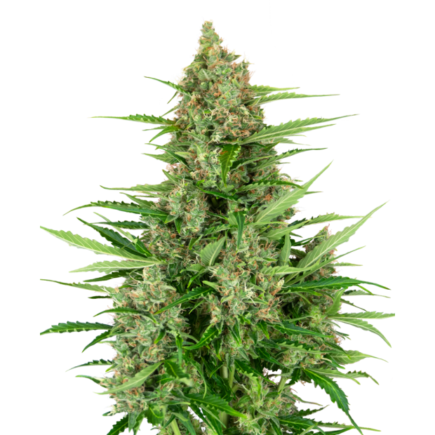 Sensi Seeds Research Double Kush Cake Auto 5 Stk feminisiert