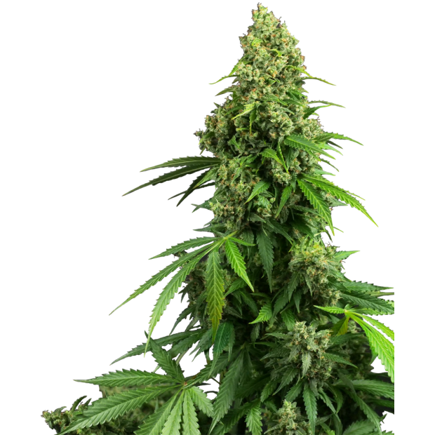 Sensi Seeds Research Honey Melon Kush Auto 3 Stk feminisiert