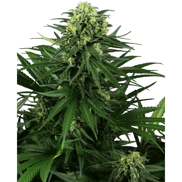 Sensi Seeds Research Honey Melon Kush 5 Stk feminisiert