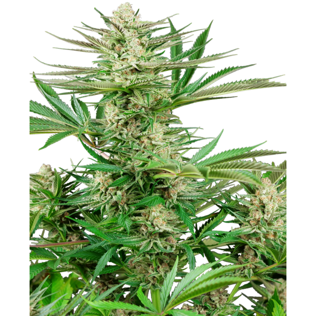 Sensi Seeds Research Malibu OG Gold 3 Stk feminisiert