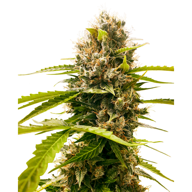 Sensi Seeds Research Mandarin Punch 5 Stk feminisiert