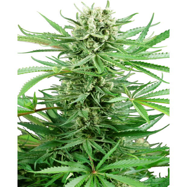 Sensi Seeds Research Papi Chulo OG 5 pcs feminised