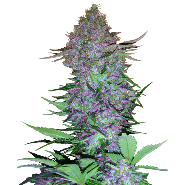 Sensi Seeds Purple Skunk Auto 5 Stk feminisiert