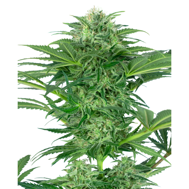 Sensi Seeds Research Skunk Dream CBD 3 pcs feminised