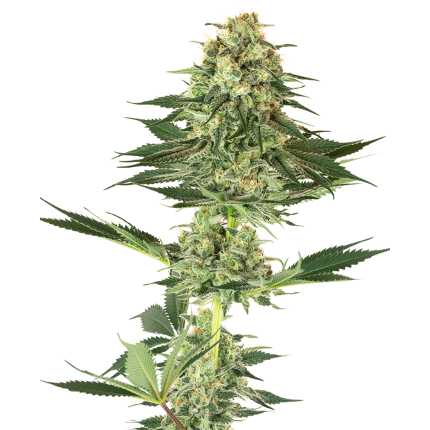 White Label Banana Kush 3 pcs feminised