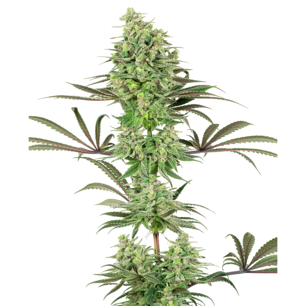 White Label Double Banana Kush 3 Stk feminisiert