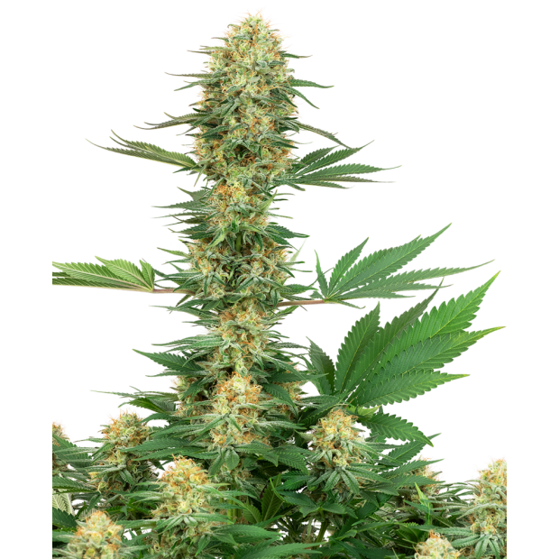 White Label Gelato #420 5 Stk feminisiert