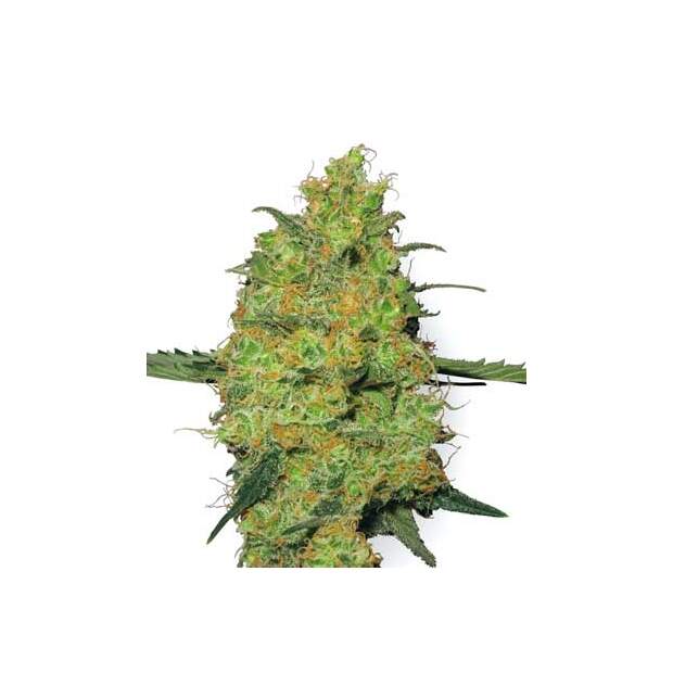 White Label Master Kush 10 Stk feminisiert