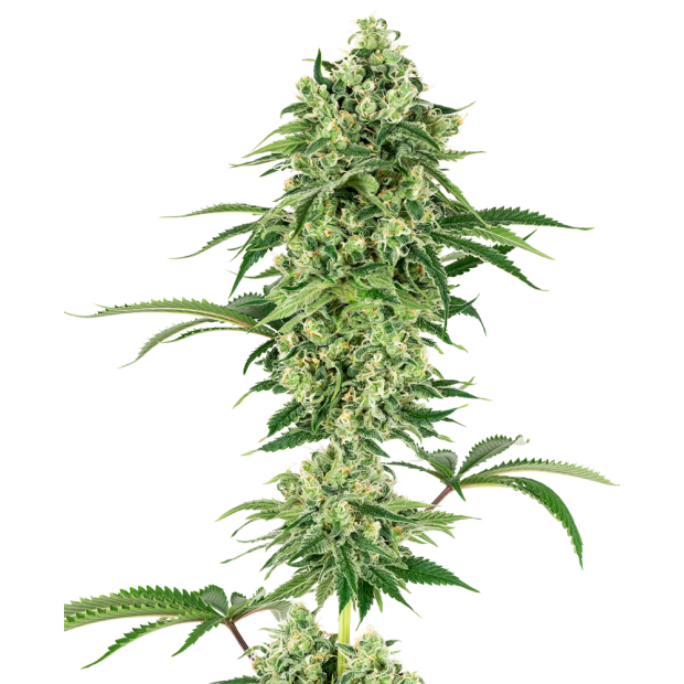 White Label Nicole Hindu Kush 5 Stk feminisiert