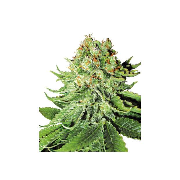 White Label Northern Lights Auto 10 Stk feminisiert