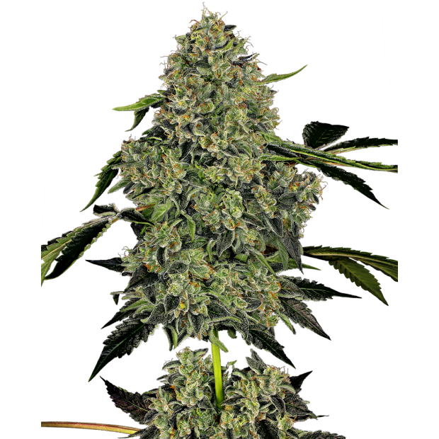 White Label O.G Kush Auto 3 pcs feminised