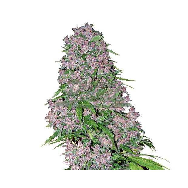 White Label Purple Bud 3 pcs feminised