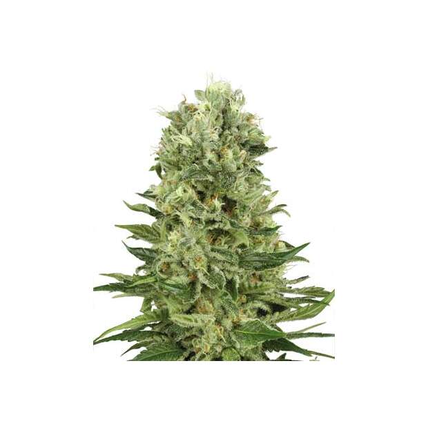 White Label Skunk# 1 Auto 3 pcs feminised