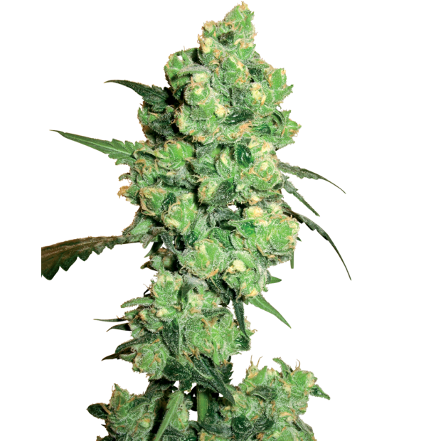 White Label Super Skunk 5 Stk feminisiert