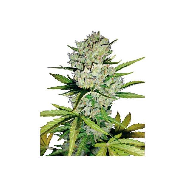 White Label Super Skunk Auto 3 Stk feminisiert