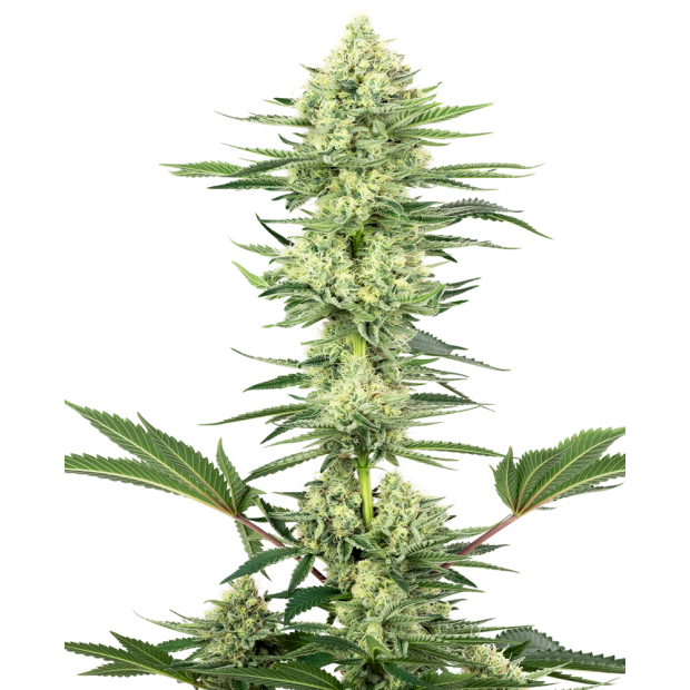 White Label White Gorilla Haze 5 pcs feminised