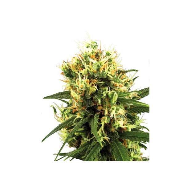 White Label White Haze Auto 3 Stk feminisiert