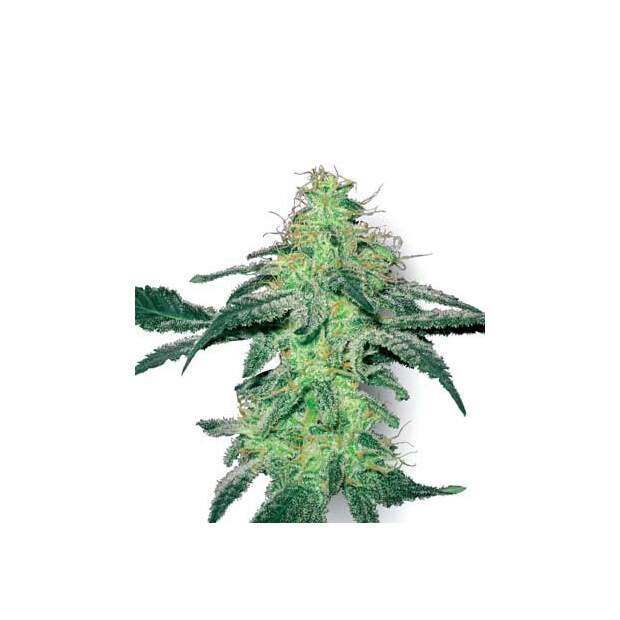 White Label White Skunk 3 Stk feminisiert