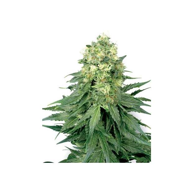 White Label White Widow 3 Stk feminisiert