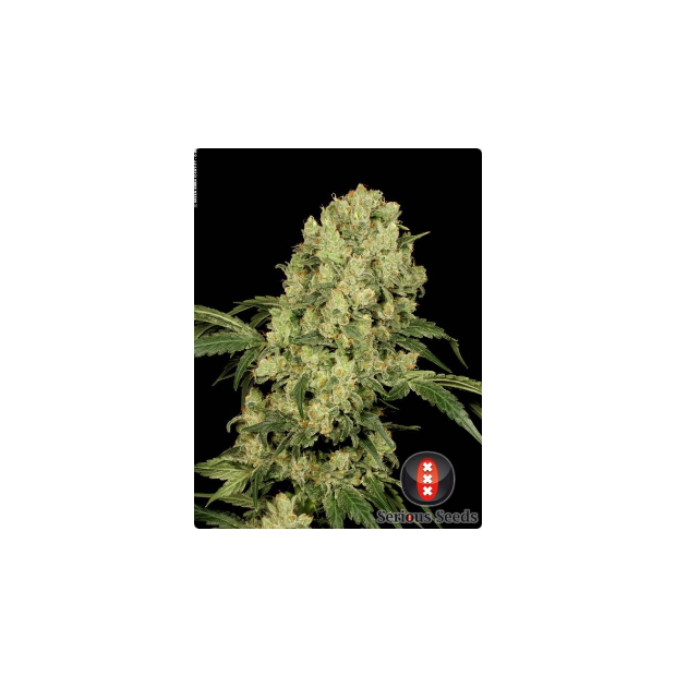 Serious Seeds AK47 11 pcs regular