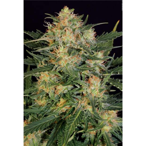 Serious Seeds Auto White Russian#1 6 Stk feminisiert