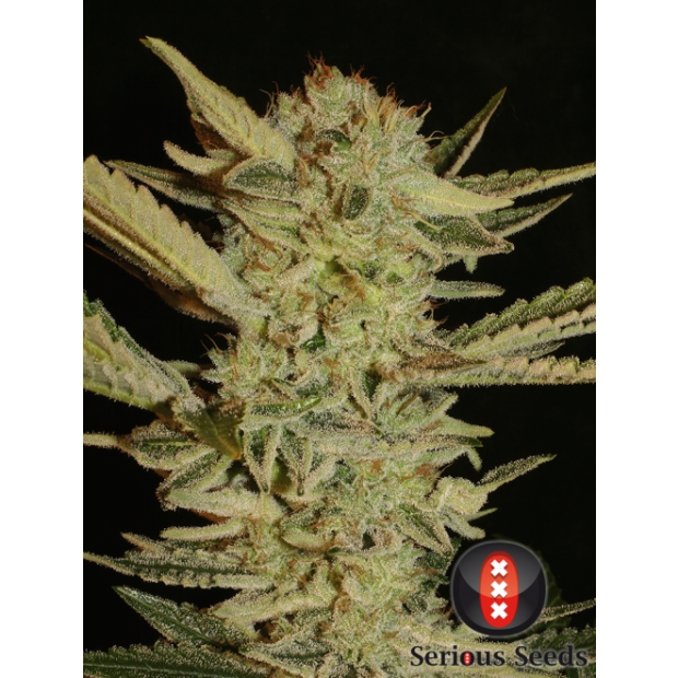 Serious Seeds Bubble Gum 11 Stk regular