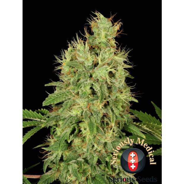 Serious Seeds CBD Chronic 6 Stk feminisiert