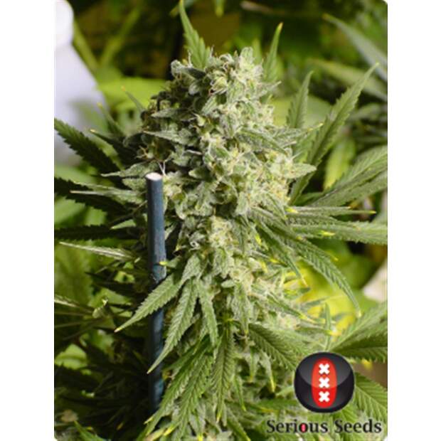 Serious Seeds Double Dutch 6 pcs feminised