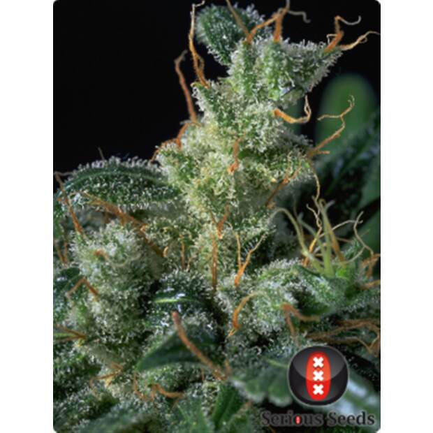 Serious Seeds Kali Mist 11 pcs regular