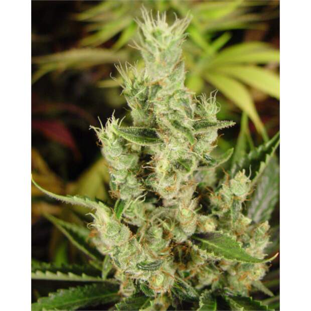 Soma Seeds Amnesia Haze 5 Stk feminisiert